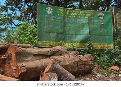 Cutting The Tress In A Conservation Forest. Sad To See They Have Put The Tree Trunks In Front Of The Board Say Protect The Forest. Knuckles Conservation Forest, Mathale, Sri Lanka. 21st June 2020