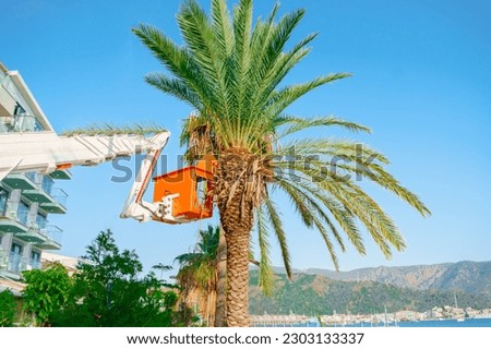 Cutting trimming high tall palm trees.Pruning palm long old dry leaves.Man city municipal service worker cut foliage with chainsaws standing in crane cradle at height.Landscape coast works,sea resort.