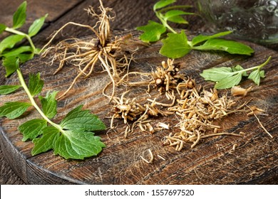 Cutting up valerian roots to prepare herbal tincture