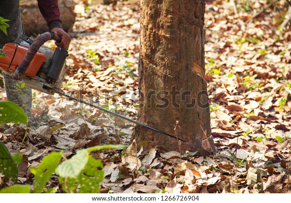 cutting wood, rubber\
tree.