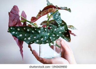 begonia plant reproduction