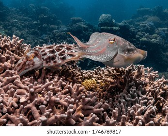 Cuttle Fish Mating And Laying Eggs