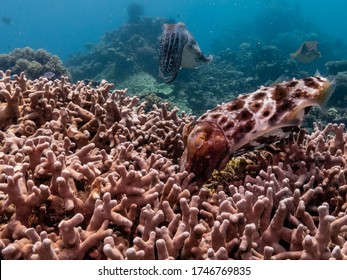 Cuttle Fish Mating And Laying Eggs