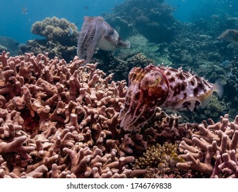 Cuttle Fish Mating And Laying Eggs