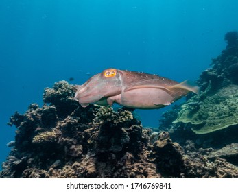 Cuttle Fish Mating And Laying Eggs