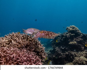 Cuttle Fish Mating And Laying Eggs