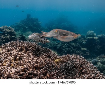 Cuttle Fish Mating And Laying Eggs