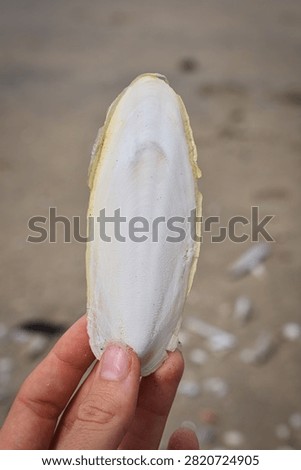 Cuttlebone found on the beach in the Netherlands
