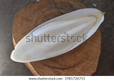 A cuttlebone of a giant cuttlefish.