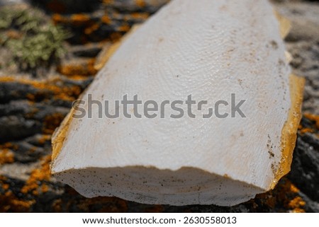 Cuttlebone - the hard, brittle internal shell (modified phragmocone) of members of the cuttlefish family in an extra-close shot