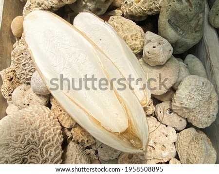 Cuttlebone, inner shell of cuttlefish cephalopod (Sepiidae).The internal shell or bone of dead cuttlefish. 