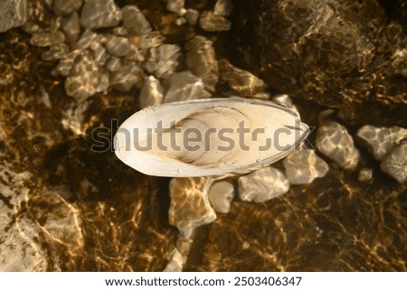 Cuttlebone, known as cuttlefish bone
