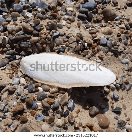 Cuttlebone,  known as cuttlefish bone, is a hard, brittle internal structure (an internal shell) found in the family Sepiidae, as cuttlefish, within the cephalopods. Ink sepia bone in Sizewell beach