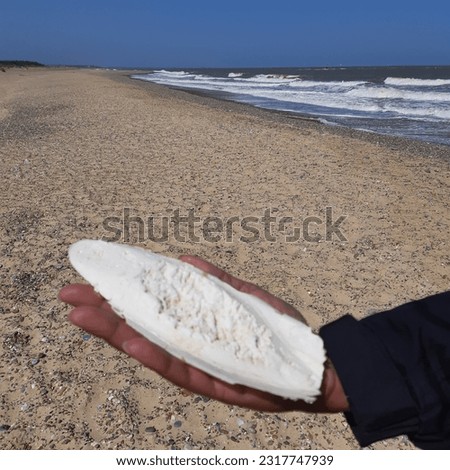 Cuttlebone,  known as cuttlefish bone, is a hard, brittle internal structure (an internal shell) found in the family Sepiidae, as cuttlefish, within the cephalopods. Ink sepia bone in Sizewell beach