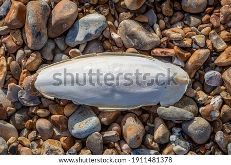 A Cuttlebone on a Pebble Beach