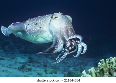 Cuttlefish