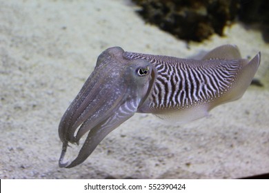 Cuttlefish