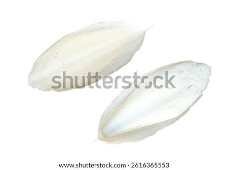 Cuttlefish bone aka cuttlebone, the internal shell of dead cuttlefish on white background with clipping path.