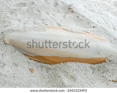 Cuttlefish bone on the white sand. Natural cuttlefish bone aka cuttlebone, the internal shell or bone of dead cuttlefish.