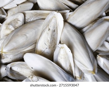 Cuttlefish bones close-up background image