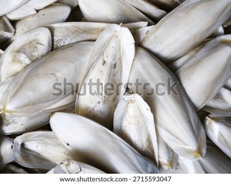 Cuttlefish bones close-up background image
