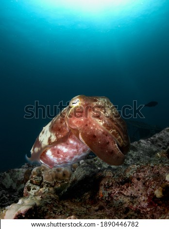 A cuttlefish and its colors