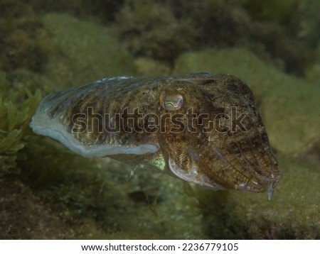 Cuttlefish or cuttles are marine molluscs of the order Sepiida - Sepia officinalis
