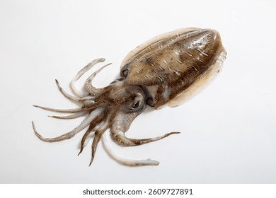 Cuttlefish, cuttlefish, food, Mie Prefecture, studio shot on white background