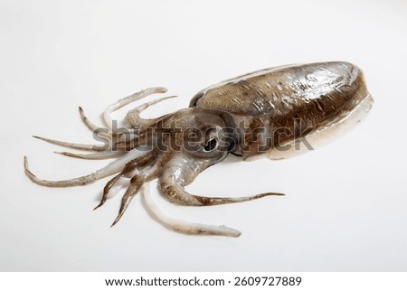 Cuttlefish, cuttlefish, food, Mie Prefecture, studio shot on white background