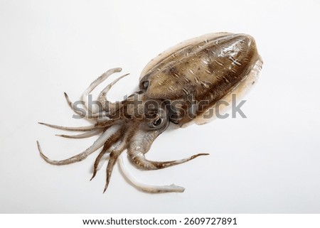 Cuttlefish, cuttlefish, food, Mie Prefecture, studio shot on white background