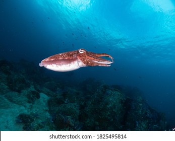 Cuttlefish, Like Other Cephalopods, Have Sophisticated Eyes.