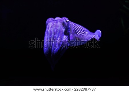 Cuttlefish is marine molluscs of the order Sepiida.  Same family as  squid, octopuses, and nautiluses.