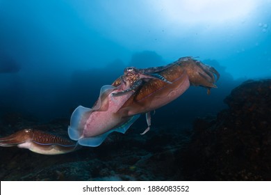 Cuttlefish Mating Under The Sea