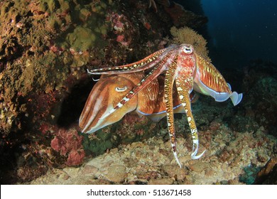 Cuttlefish Pair Mating