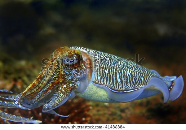 Cuttlefish Palong Divesite Phi Phi Thailand Stock Photo (Edit Now) 41486884