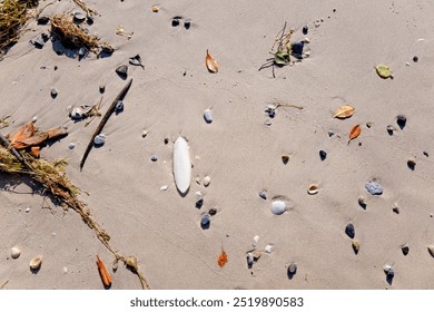 cuttlefish and shells washed up on sand sandy beach, nature natural background backdrop, close closeup detail, Queensland