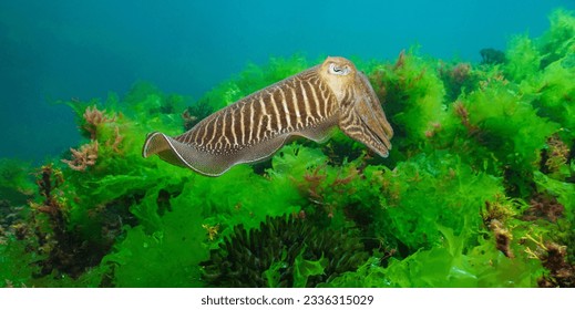 A cuttlefish underwater in the sea (Sepia officinalis, European common cuttlefish) with algae, Atlantic ocean, natural scene, Spain, Galicia