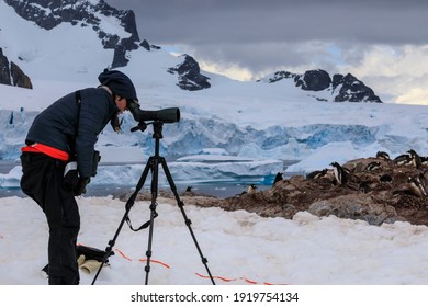 Cuverville Island, Antarctica - 12 06 17: Male Naturalist Observing A Colony Of Antarctic Gentoo Penguins (Pygoscelis Papua) Through A Spotting Scope On A Tripod With Glacier And Mountain Scenery 