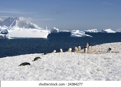 Cuverville Island, Antarctica