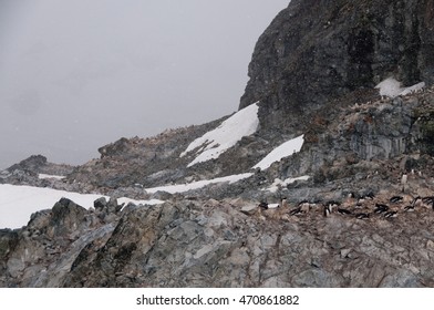 Cuverville Island: Antarctica