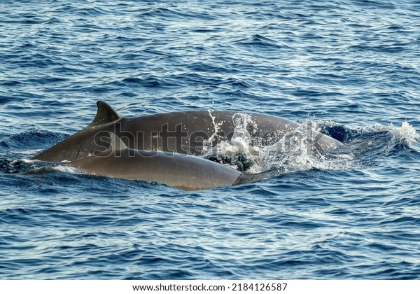 Cuvier\
beaked whales mother and calf on sea\
surface