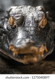 Cuvier's Dwarf Caiman