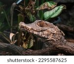 Cuviers dwarf caiman (Paleosuchus palpebrosus)