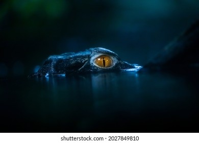 Cuvier's dwarf caiman (Paleosuchus palpebrosus) - small crocodilian in the alligator family. Musky caiman, the dwarf caiman. Portrait detail and eyes springs from the water close-up. - Shutterstock ID 2027849810