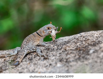 Cuvier's Madagascar swift (Oplurus cuvieri), knows as Madagascan collared iguana or iguanid lizard. Endemic species of lizard in the family Opluridae. Miandrivazo, Menabe Madagascar wildlife animal