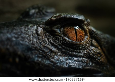 Cuvier's Smooth-fronted Caiman - Paleosuchus palpebrosus, eye detail of small South American crocodile, Brazil.
