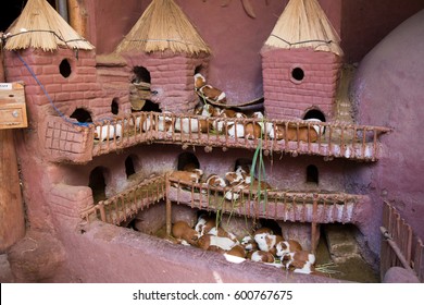 guinea pig castle house