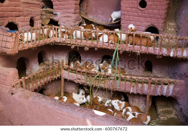 guinea pig castle house