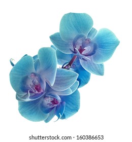 Cyan Color Orchid