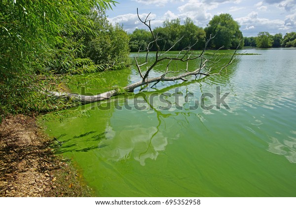 Cyanobacteria or \